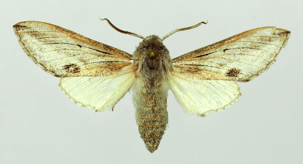 /filer/webapps/moths/media/images/M/monospila_Ellenbeckia_AM_Basquin.jpg