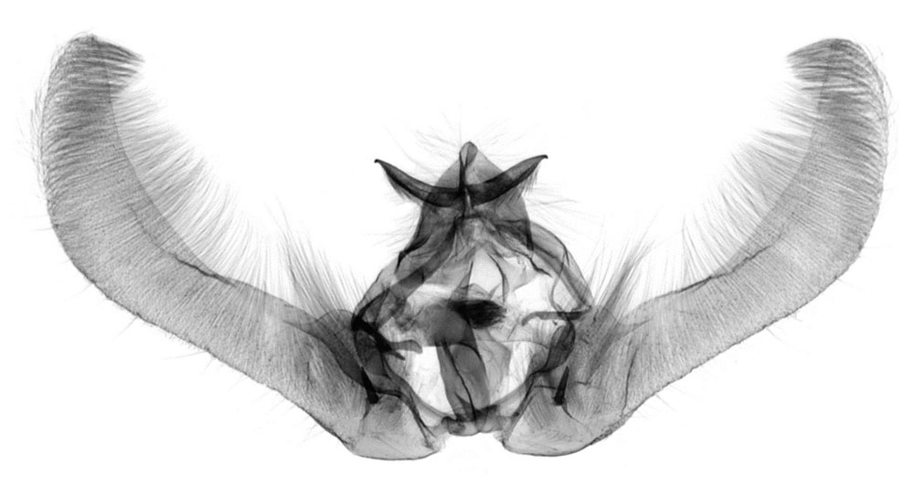 /filer/webapps/moths/media/images/M/monospina_Gnathodracon_GMPT_RMCA_629.jpg