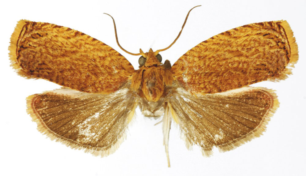 /filer/webapps/moths/media/images/M/monospina_Gnathodracon_HT_RMCA.jpg