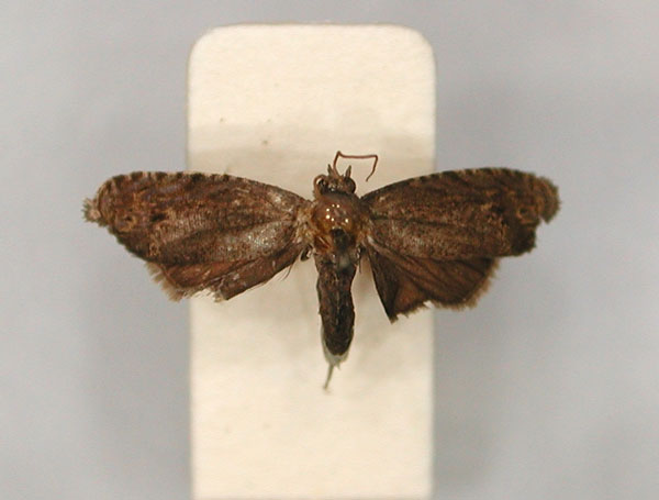 /filer/webapps/moths/media/images/M/monospora_Thylacogaster_LT_RMCA_01.jpg