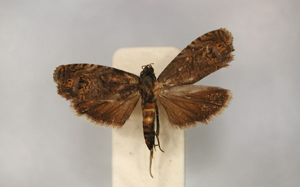 /filer/webapps/moths/media/images/M/monospora_Thylacogaster_PLT1_RMCA_01.jpg