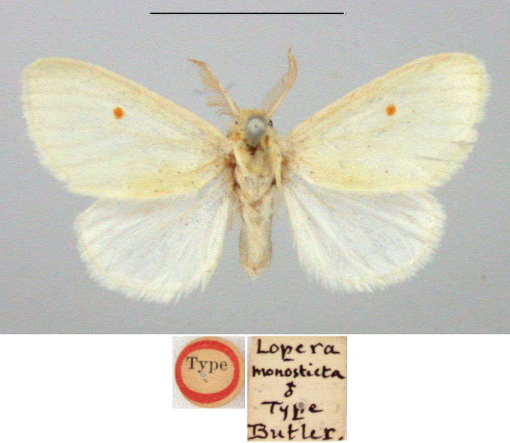 /filer/webapps/moths/media/images/M/monosticta_Lopera_HT_BMNH.jpg