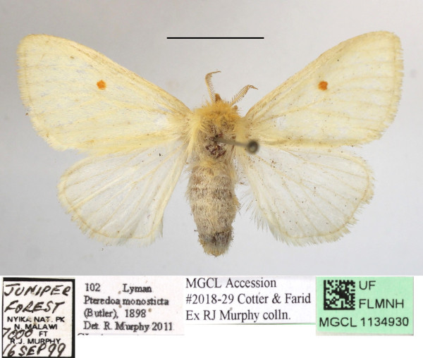/filer/webapps/moths/media/images/M/monosticta_Pteredoa_AF_MGCLa_01.jpg