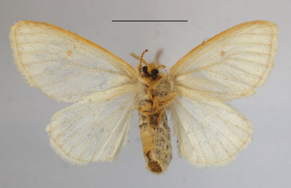 /filer/webapps/moths/media/images/M/monosticta_Pteredoa_AF_MGCLb_02.jpg