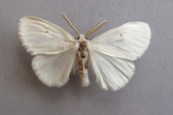/filer/webapps/moths/media/images/M/monosticta_Pteredoa_A_Baron.jpg