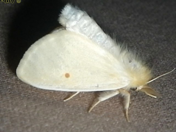 /filer/webapps/moths/media/images/M/monosticta_Pteredoa_A_Liebenberg.jpg