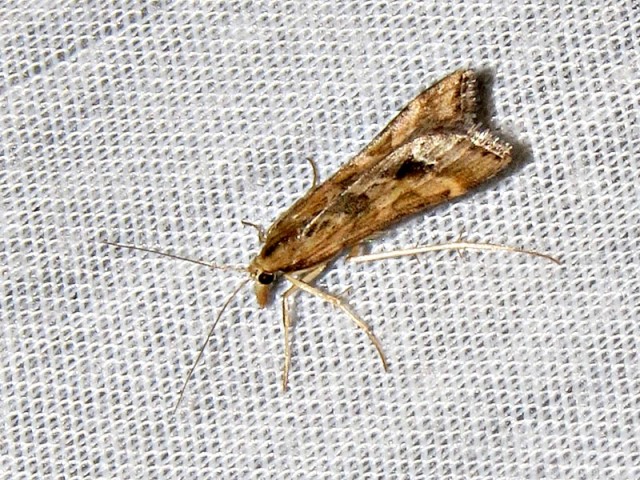 /filer/webapps/moths/media/images/M/monostigma_Diasemia_A_Braun.jpg