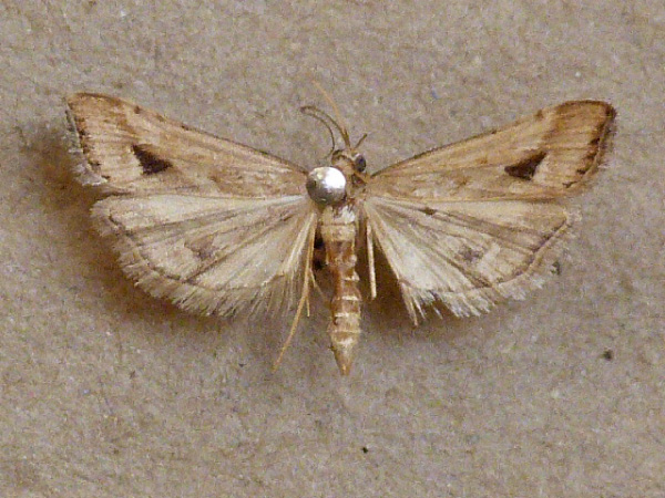 /filer/webapps/moths/media/images/M/monostigma_Diasemia_A_Butler_01.jpg