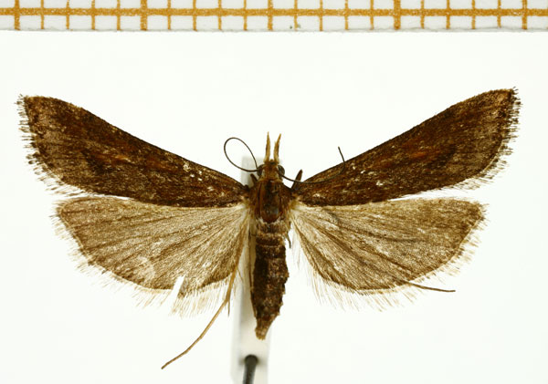 /filer/webapps/moths/media/images/M/monostigma_Diasemia_A_DePrins.jpg