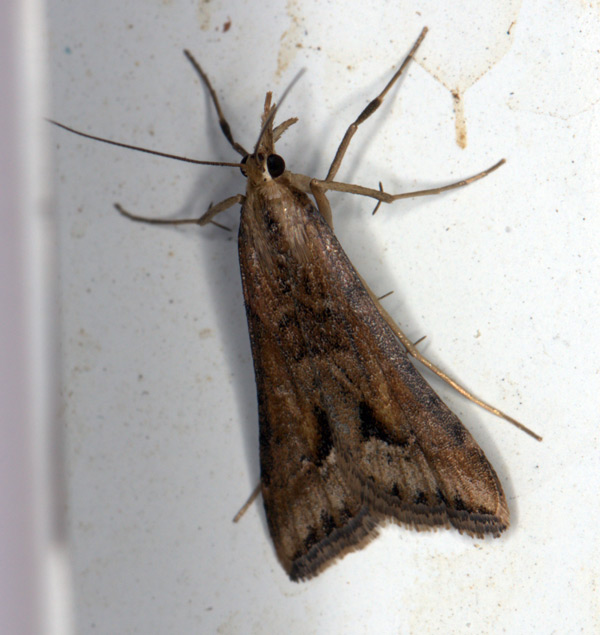 /filer/webapps/moths/media/images/M/monostigma_Diasemia_A_Heyns.jpg