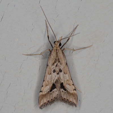 /filer/webapps/moths/media/images/M/monostigma_Diasemia_A_Heyns_02.JPG