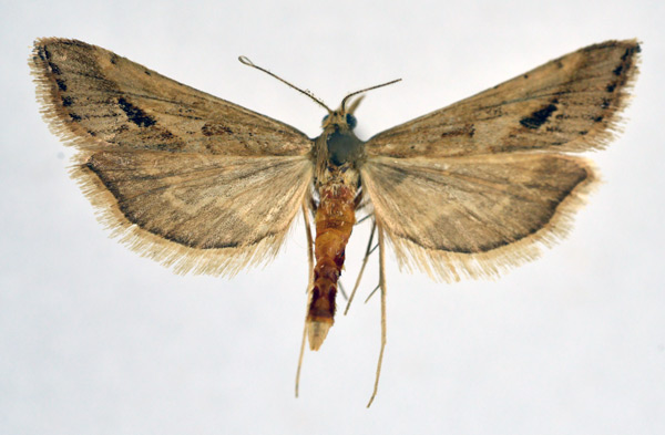 /filer/webapps/moths/media/images/M/monostigma_Diasemia_A_NHMO_01.jpg