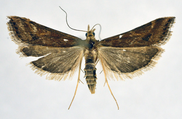 /filer/webapps/moths/media/images/M/monostigma_Diasemia_A_NHMO_02.jpg