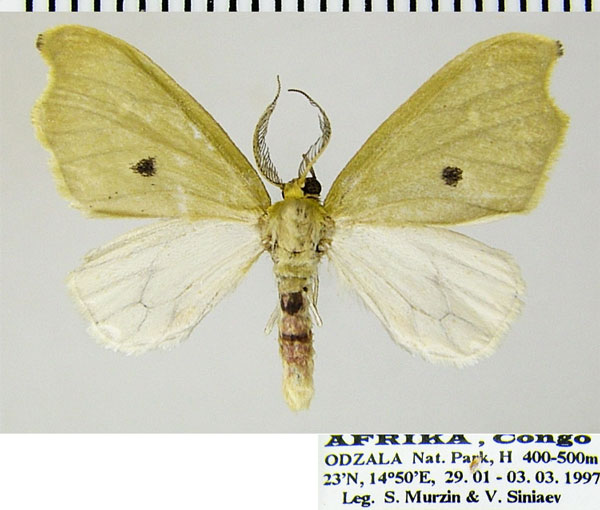 /filer/webapps/moths/media/images/M/monostigma_Dysnymphus_AM_ZSMa.jpg