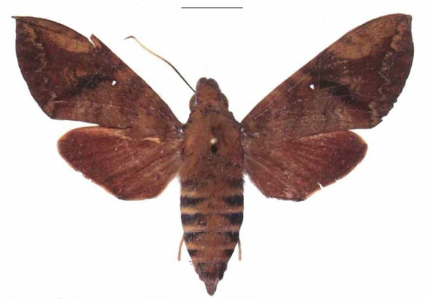 /filer/webapps/moths/media/images/M/monostigma_Nephele_AF_EMEM.jpg