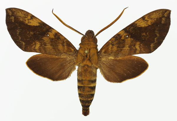 /filer/webapps/moths/media/images/M/monostigma_Nephele_AM_Basquin_01a.jpg