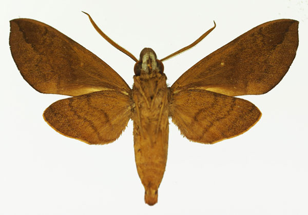 /filer/webapps/moths/media/images/M/monostigma_Nephele_AM_Basquin_01b.jpg