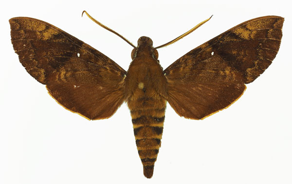 /filer/webapps/moths/media/images/M/monostigma_Nephele_AM_Basquin_02.jpg