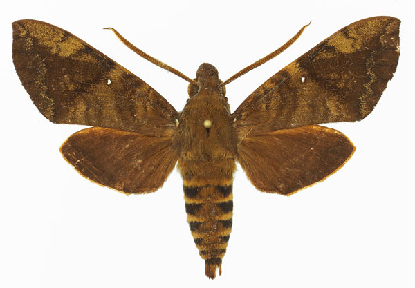 /filer/webapps/moths/media/images/M/monostigma_Nephele_AM_Basquin_03.jpg