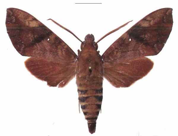 /filer/webapps/moths/media/images/M/monostigma_Nephele_AM_EMEM.jpg