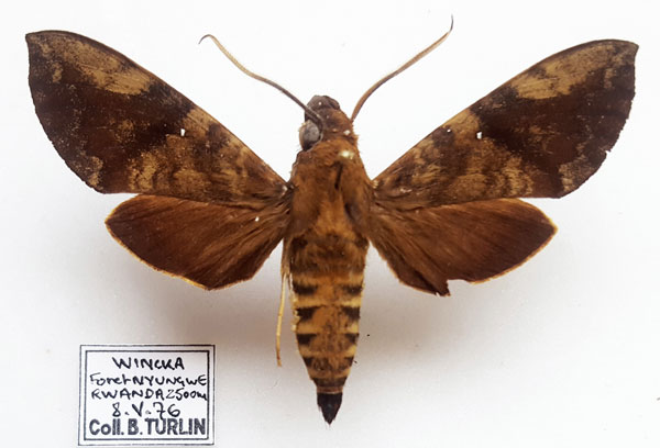 /filer/webapps/moths/media/images/M/monostigma_Nephele_AM_Turlin.jpg