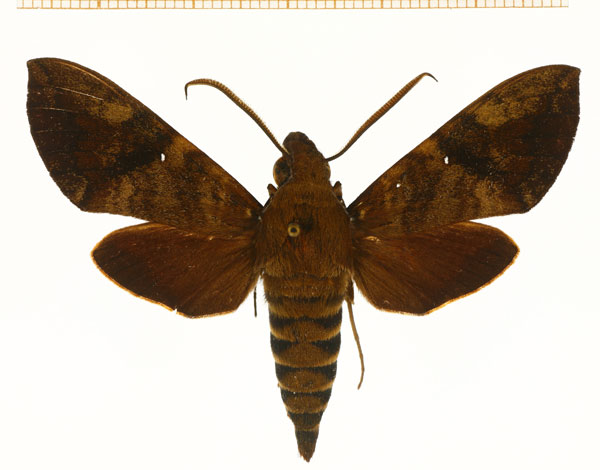 /filer/webapps/moths/media/images/M/monostigma_Nephele_A_DePrins.jpg