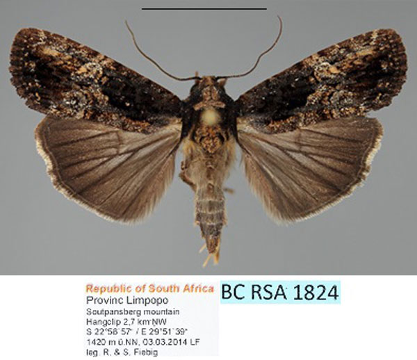 /filer/webapps/moths/media/images/M/monostigma_Perigea_AF_Fiebig_01.jpg