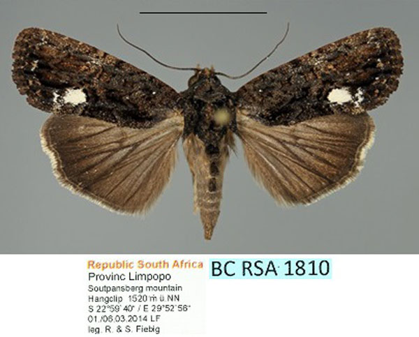 /filer/webapps/moths/media/images/M/monostigma_Perigea_AF_Fiebig_02.jpg