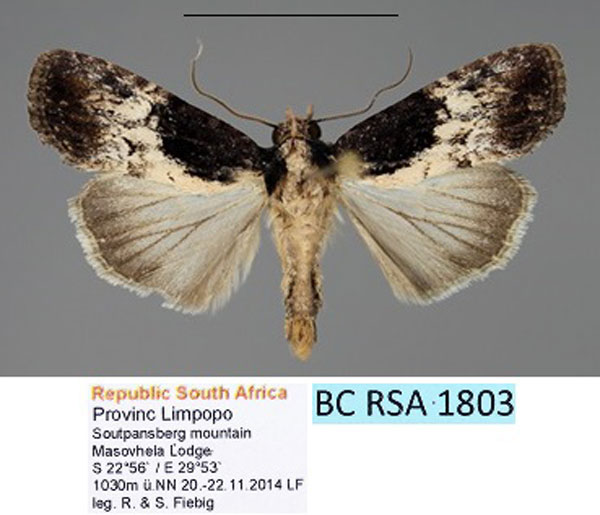 /filer/webapps/moths/media/images/M/monostigma_Perigea_AM_Fiebig.jpg