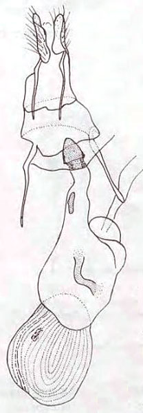 /filer/webapps/moths/media/images/M/monostigma_Perigea_GFHT_Viette.jpg