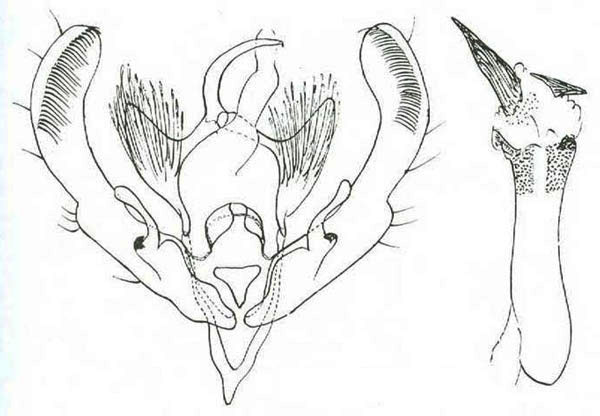 /filer/webapps/moths/media/images/M/monostigma_Perigea_GM_Viette.jpg
