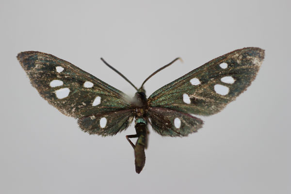 /filer/webapps/moths/media/images/M/monothyris_Amata_HT_BMNH.jpg