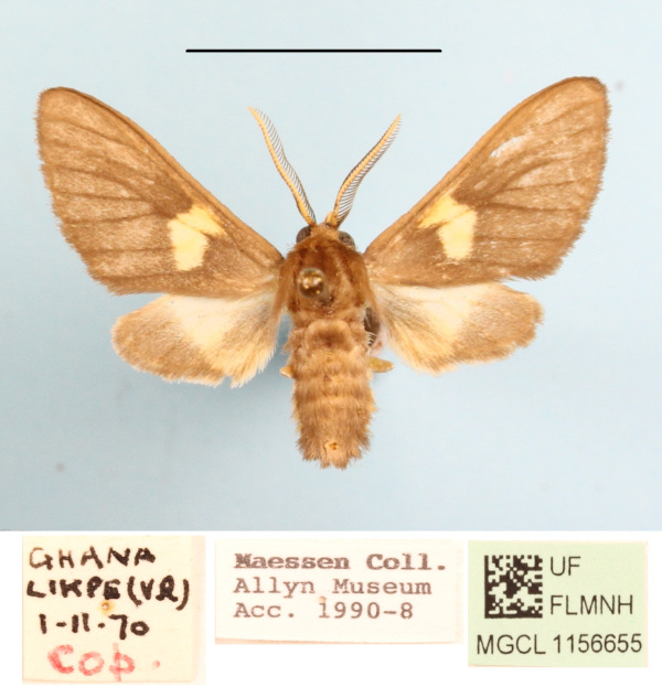 /filer/webapps/moths/media/images/M/monotica_Anapisa_AM_MGCL_01.JPG