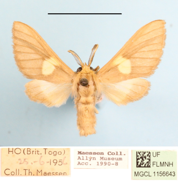 /filer/webapps/moths/media/images/M/monotica_Anapisa_AM_MGCL_02.JPG