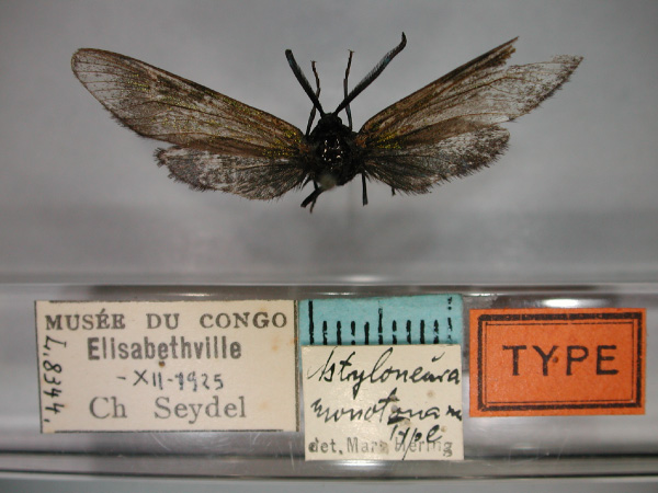 /filer/webapps/moths/media/images/M/monotona_Astyloneura_HT_RMCA_01.jpg