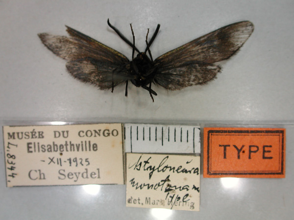 /filer/webapps/moths/media/images/M/monotona_Astyloneura_HT_RMCA_02.jpg