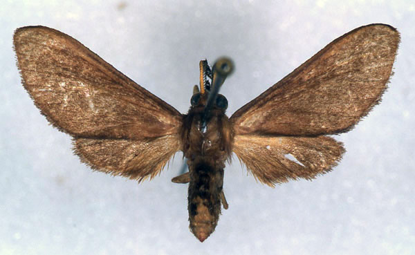 /filer/webapps/moths/media/images/M/monotonia_Anapisa_HT_MNHN_01.jpg