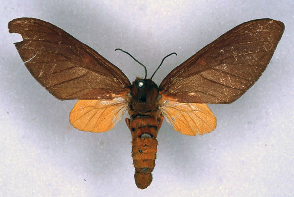 /filer/webapps/moths/media/images/M/monotonia_Balacra_STF_ZMHB_01.jpg