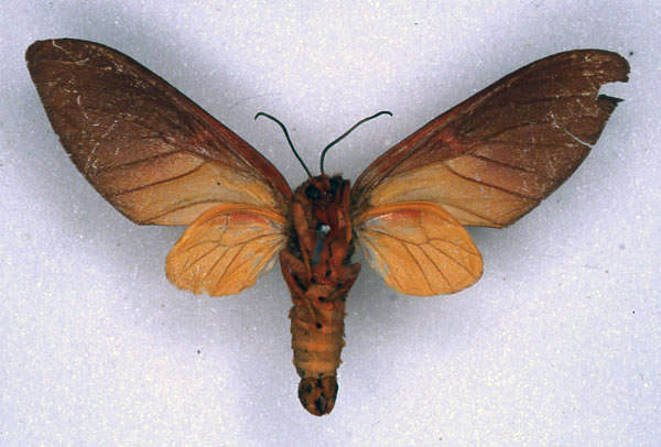 /filer/webapps/moths/media/images/M/monotonia_Balacra_STF_ZMHB_02.jpg