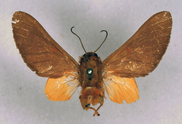 /filer/webapps/moths/media/images/M/monotonia_Balacra_STM_ZMHB_01.jpg