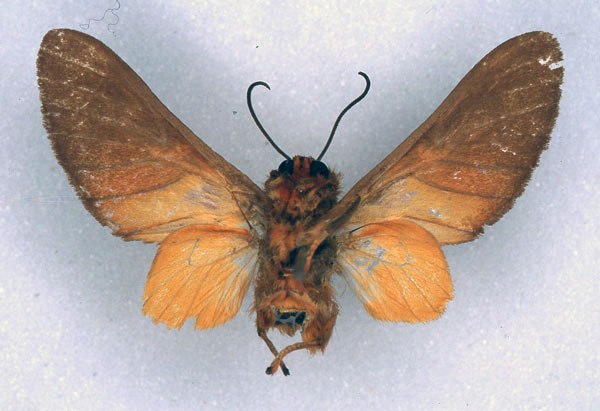 /filer/webapps/moths/media/images/M/monotonia_Balacra_STM_ZMHB_02.jpg