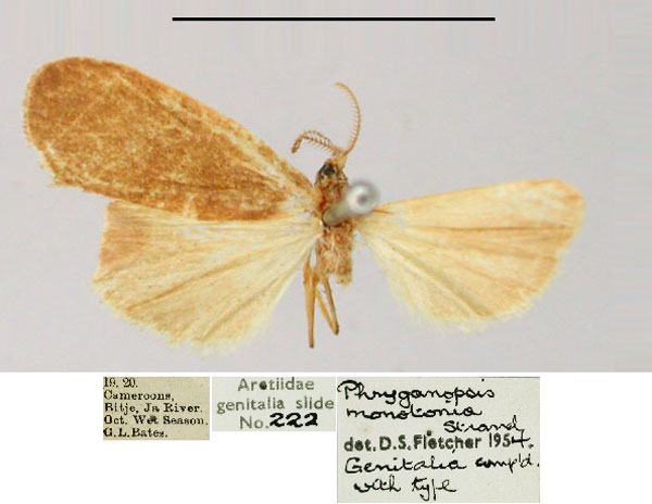 /filer/webapps/moths/media/images/M/monotonia_Hyleilema_AM_BMNH.jpg