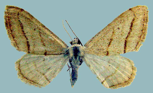/filer/webapps/moths/media/images/M/monotropa_Scopula_AF_ZSM.jpg