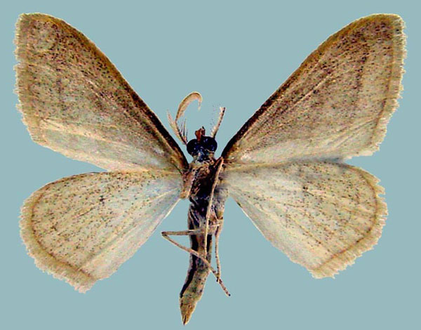 /filer/webapps/moths/media/images/M/monotropa_Scopula_AM_ZSMb.jpg