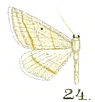 /filer/webapps/moths/media/images/M/monotropa_Scopula_HT_Prout_17-24.jpg