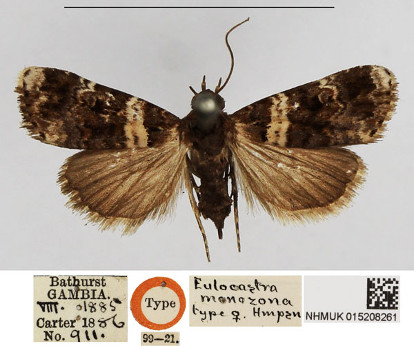 /filer/webapps/moths/media/images/M/monozona_Eulocastra_HT_NHMUK.jpg
