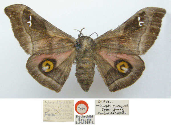 /filer/webapps/moths/media/images/M/monroei_Ludia_HT_NHMUKa.jpg