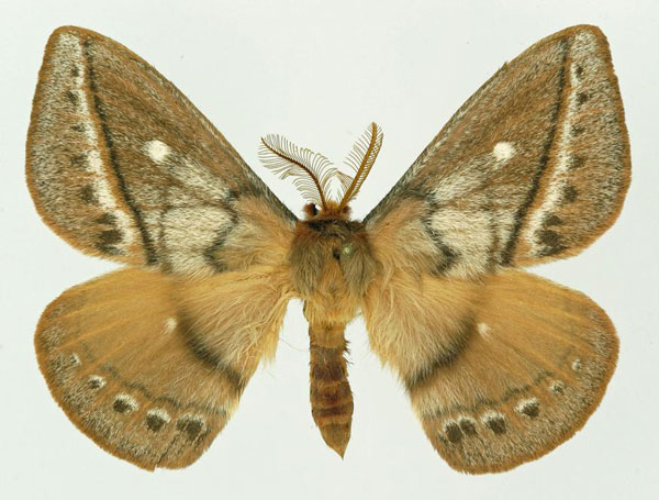 /filer/webapps/moths/media/images/M/monsarrati_Maltagorea_AM_Basquin.jpg