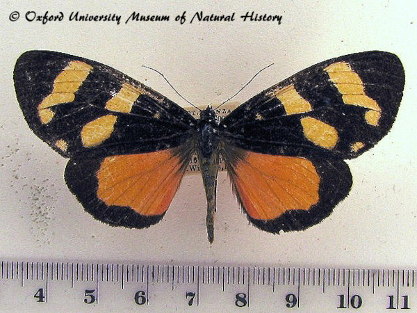 /filer/webapps/moths/media/images/M/monslunensis_Heraclia_A_OUMNH_01.jpg