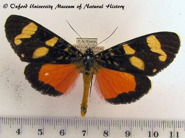 /filer/webapps/moths/media/images/M/monslunensis_Heraclia_A_OUMNH_02.jpg